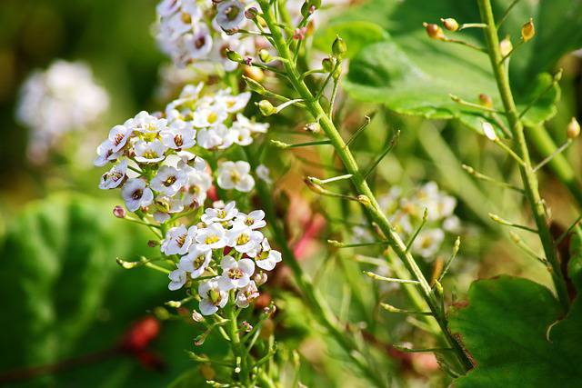 Sweet Alyssum flowers- Best Flowering Annuals for Summer