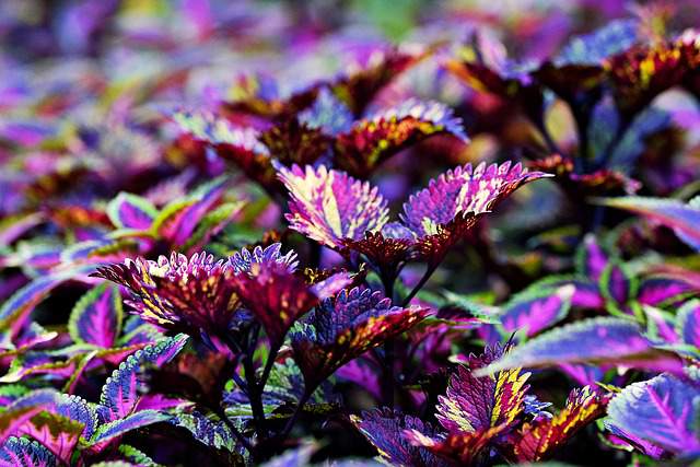 Coleus flower- Best Flowering Annuals for Summer