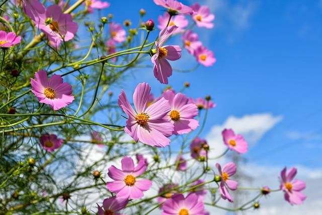 Cosmos flower- Best Flowering Annuals for Summer