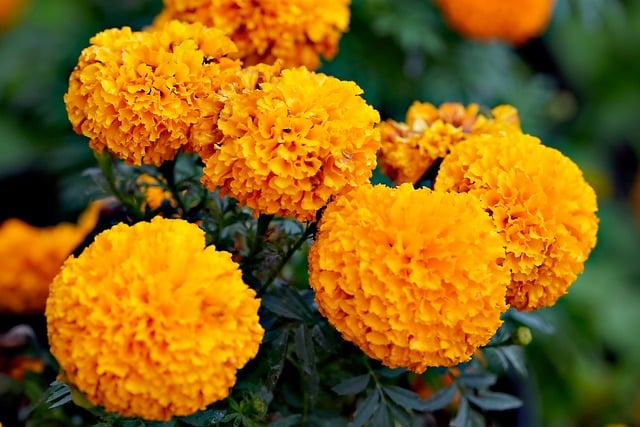 Marigolds- Best Flowering Annuals for Summer