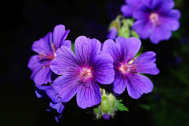 Geraniums flower- Best Flowering Annuals for Summer