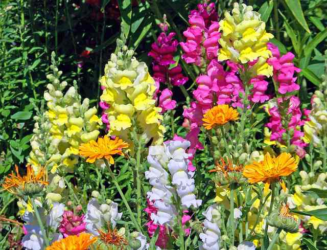 Snapdragons flowers