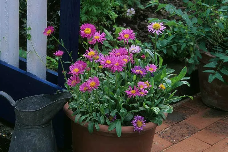 Magic Purple aster in container 