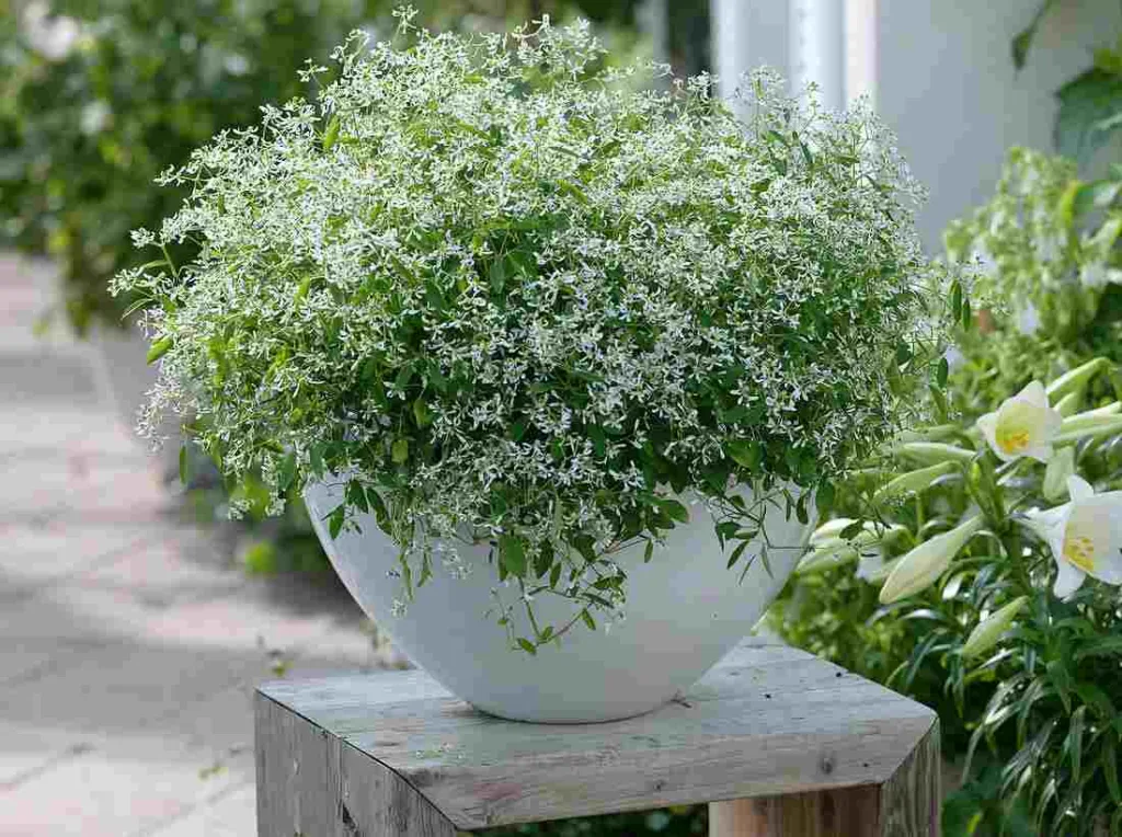 Euphorbia plant in container 