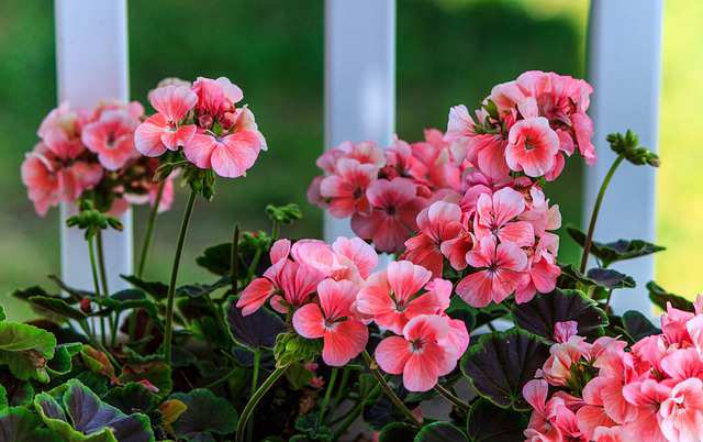 Best container plants for full Sun and Shade- pink geraniums 
