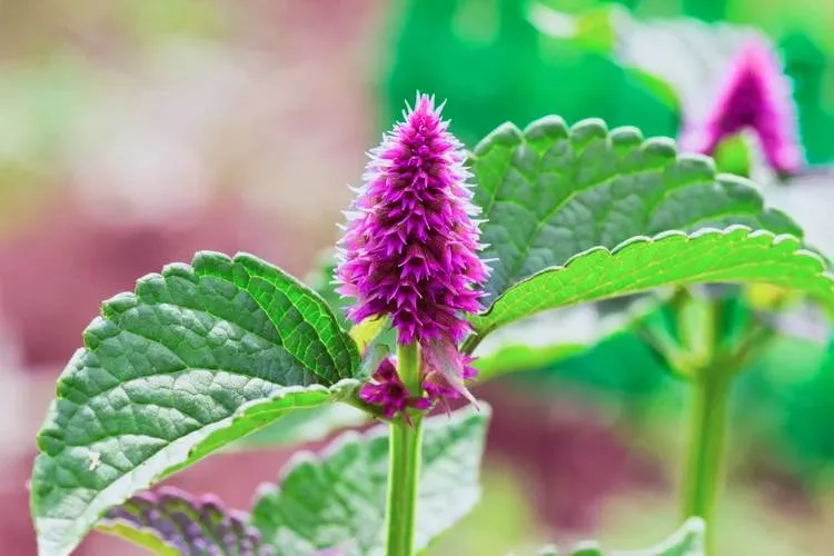 Best container plants for full Sun and Shade- Giant hyssop 