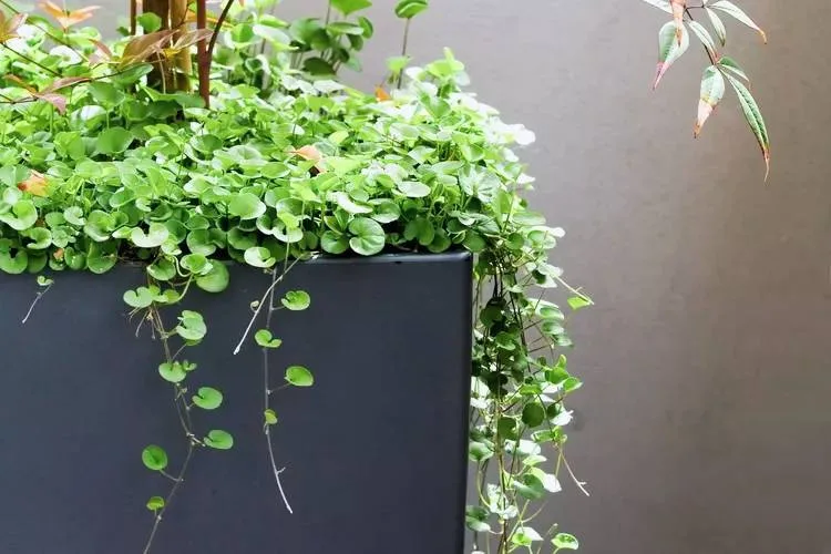 Best container plants for full Sun and Shade- silver falls-dichondra
