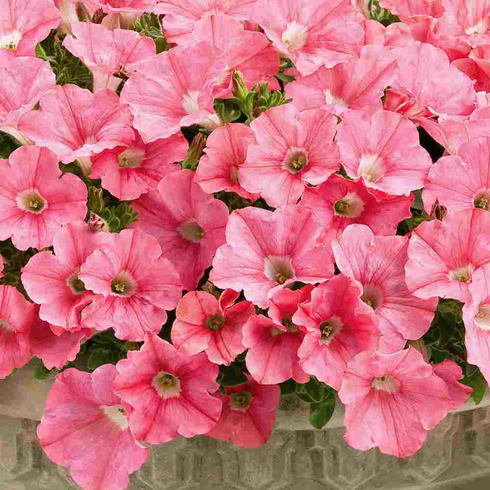 Best container plants for full Sun and Shade- supertunia 