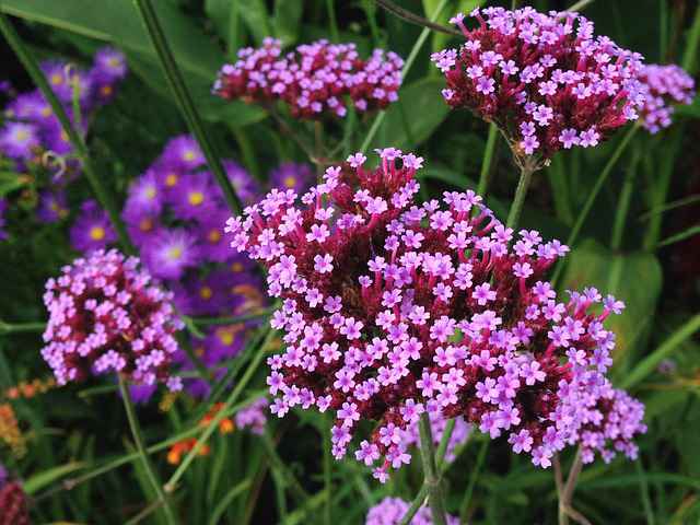 Best container plants for full Sun and Shade- verbena